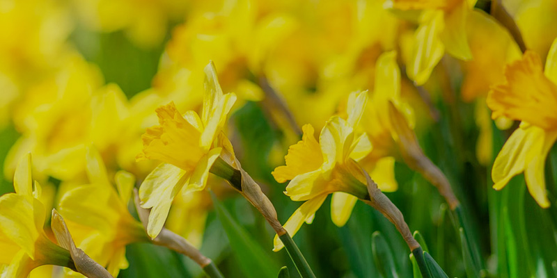 Easter -daffodils